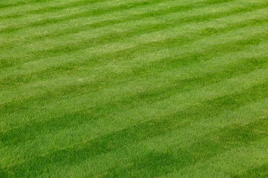 Lawn Care Tools Every Professional Landscaper Needs Rio Hondo, TX