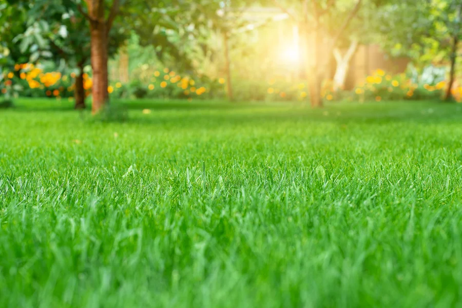 The Importance Of Aeration In Professional Lawn Care Rio Hondo, TX